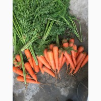 Продам морковь сорт аббака