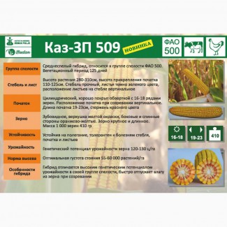 Семена кукурузы КАЗ-ЗП-509