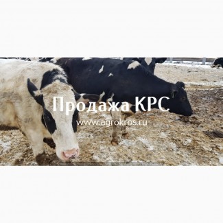 Продажа по России Молочные нетели КРС