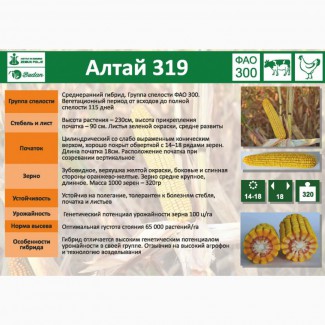 Семена кукурузы Алтай -319