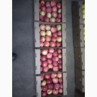 Продам яблоки