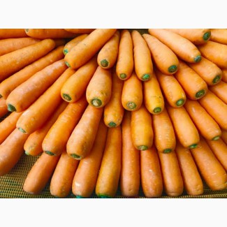 Продам морковь оптом морковка
