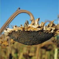 Семена подсолнечника Центавр (Солярис Гибриды)