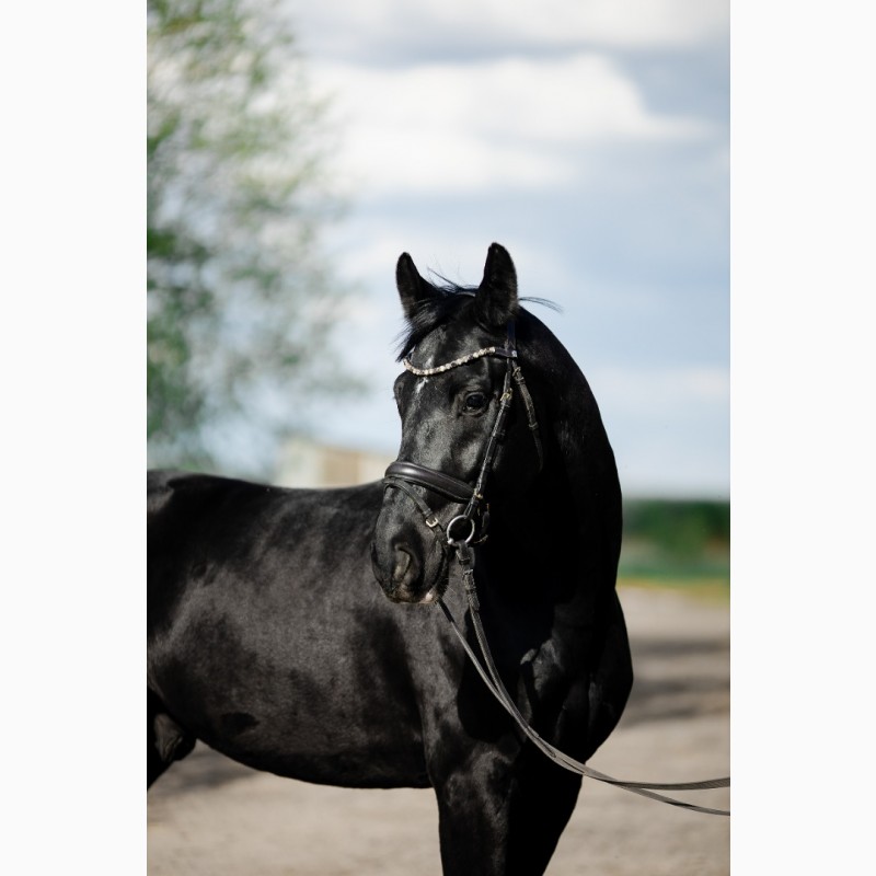Фото 7. Продам коня, лошадь ганномерская порода