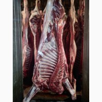 ООО Сантарин, реализует говядину, быки, коровы