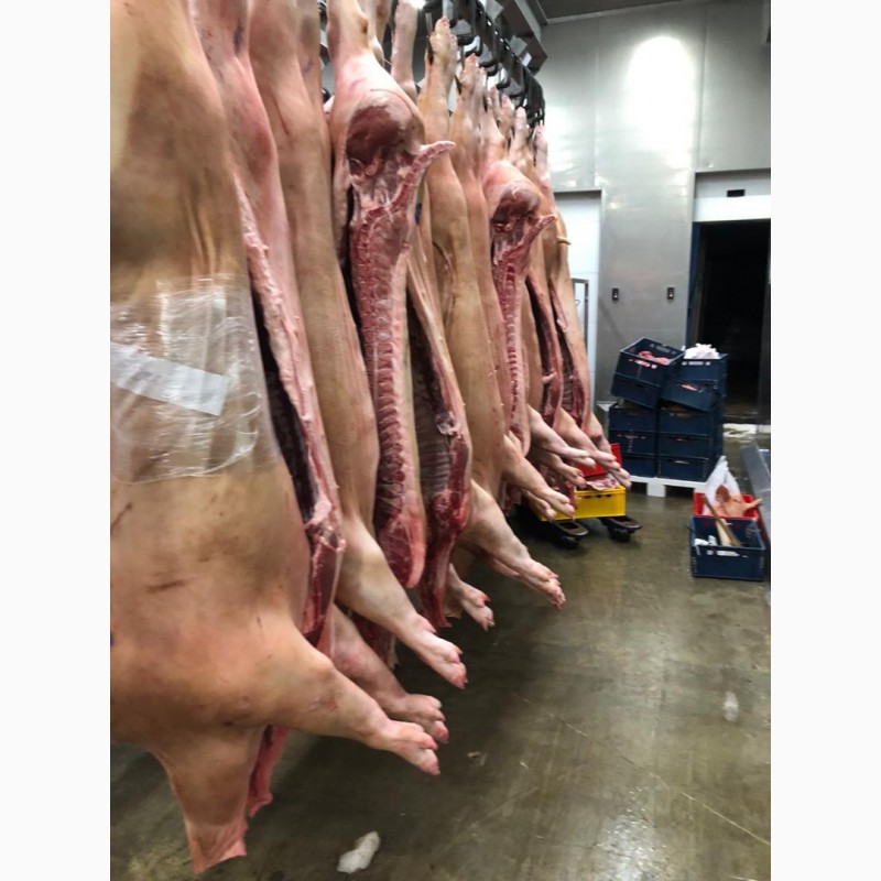 Фото 2. ООО Сантарин, реализует свинину 1-2 категории, свиноматки-ГОСТ