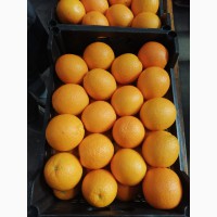 Продам апельсин Валенсия, Египет калибр 48/80