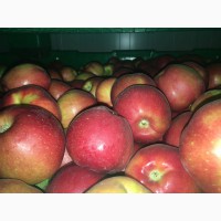 Продаем натуральные яблоки премиальных сортов