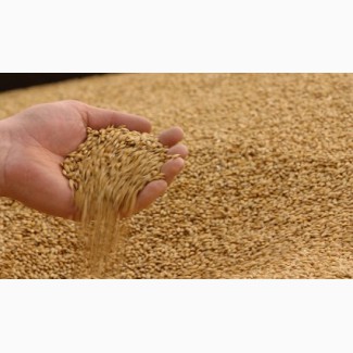 Пшеница протеин 12.50