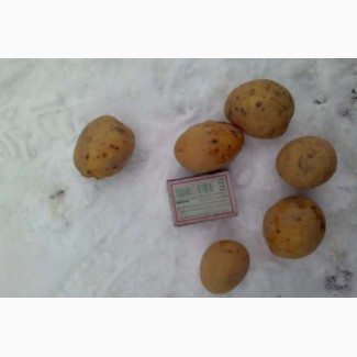 Семенной картофель 3 репродукции