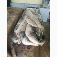 ООО Сантарин реализует рыбу свежемороженную, крабы, креветки, устрицы