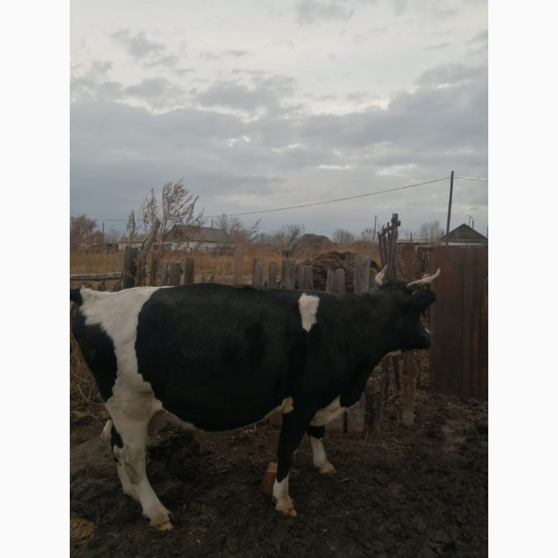 Фото 3. Продам 3-х стельных коров