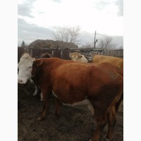 Продам 3-х стельных коров