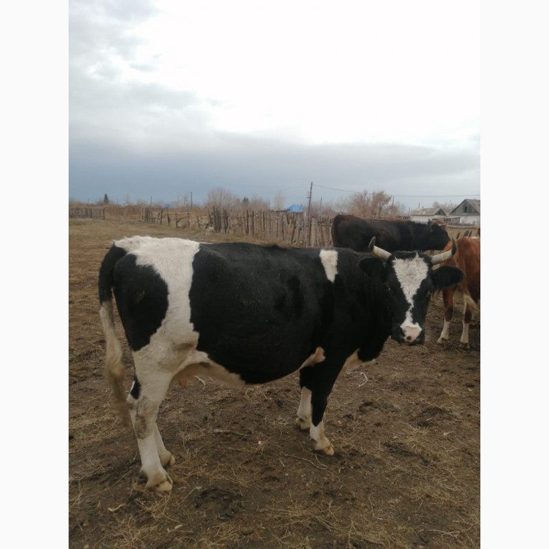 Фото 7. Продам 3-х стельных коров