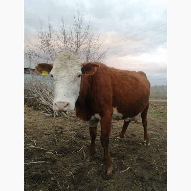 Фото 9. Продам 3-х стельных коров