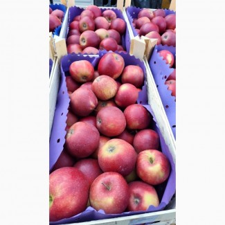 Продаются свежие польские яблоки ( Jonagold, Idared, Idared и т.д.)