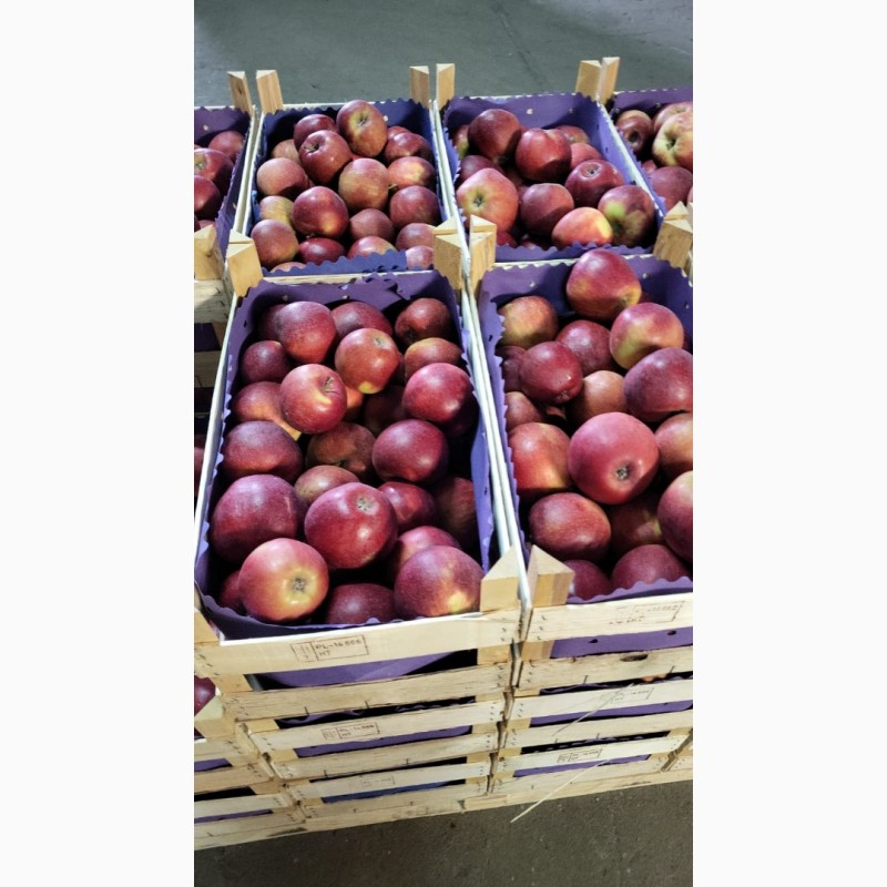 Фото 2. Продаются свежие польские яблоки ( Jonagold, Idared, Idared и т.д.)
