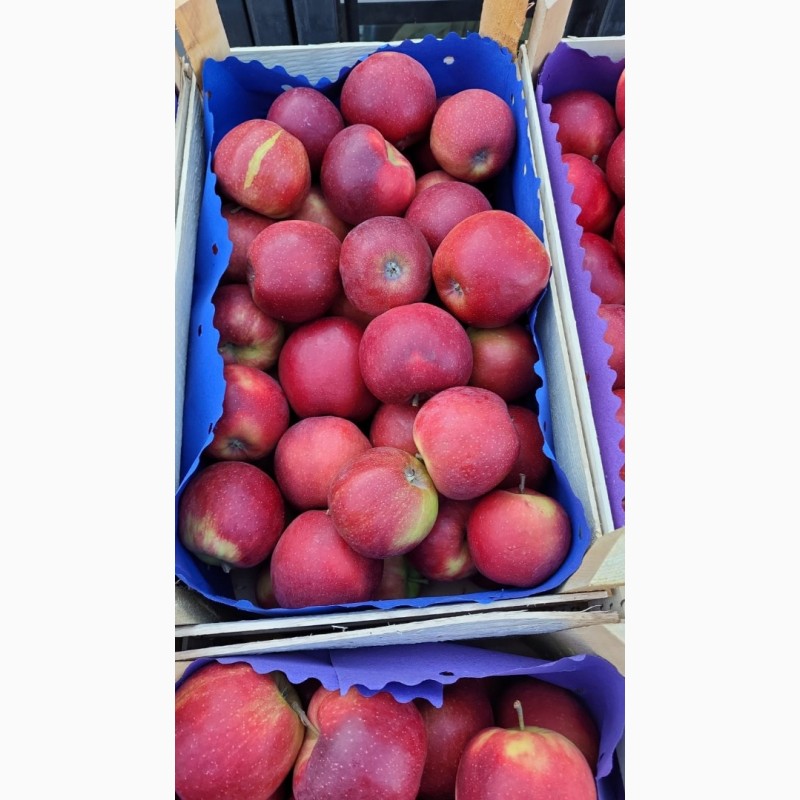 Фото 3. Продаются свежие польские яблоки ( Jonagold, Idared, Idared и т.д.)