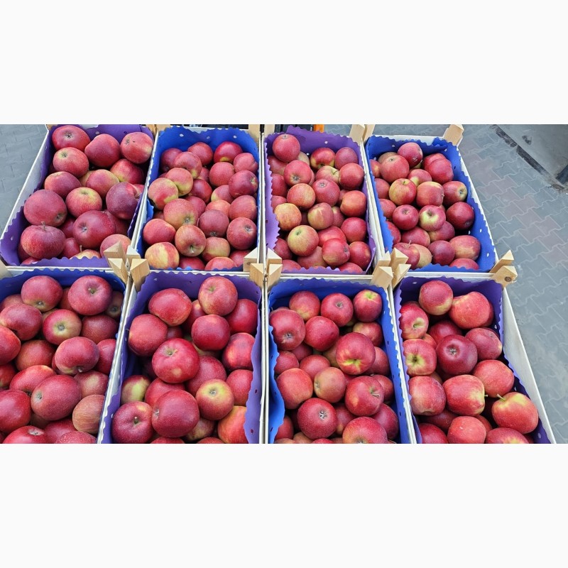 Фото 4. Продаются свежие польские яблоки ( Jonagold, Idared, Idared и т.д.)