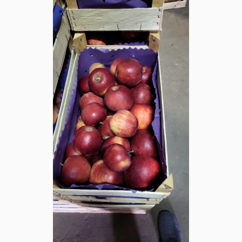 Фото 6. Продаются свежие польские яблоки ( Jonagold, Idared, Idared и т.д.)
