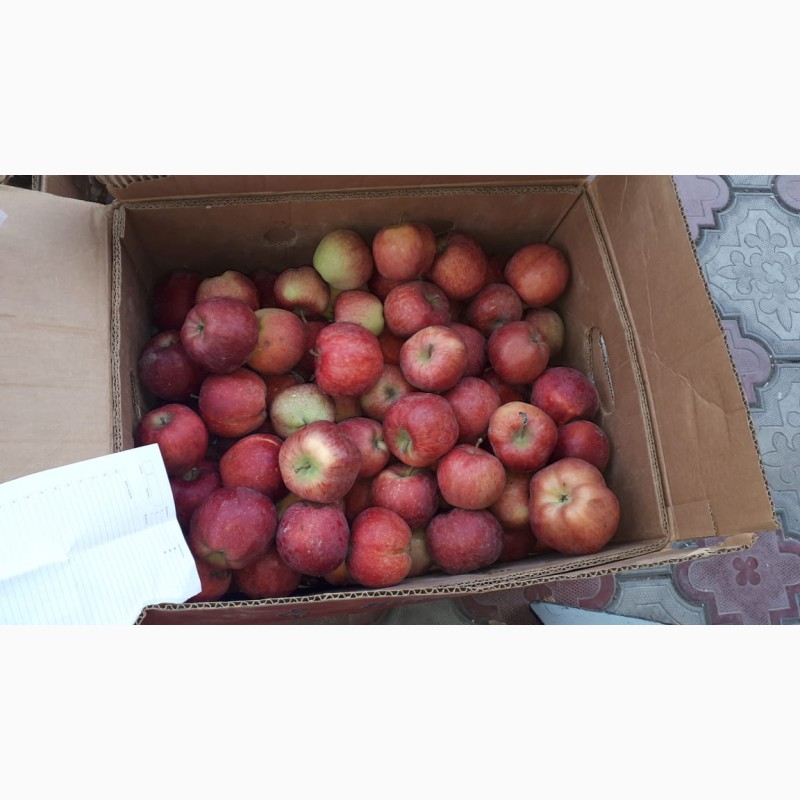 Фото 5. Продам яблоки местные оптом