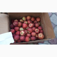Продам яблоки местные оптом