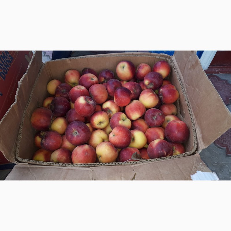Фото 7. Продам яблоки местные оптом