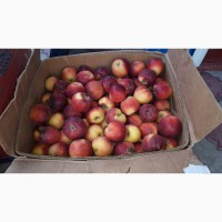 Продам яблоки местные оптом