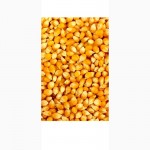 Продам кукурузу кормовую на экспорт