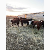 КХ «Марат» реализует быков Казахской белоголовой породы