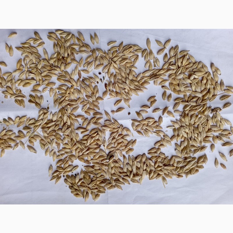Фото 4. Продам ячмень сорт Вакула, лён, пшеница неклссная, пшеница твёрдая