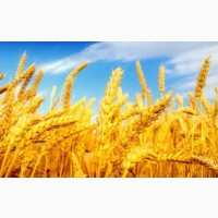 Семена озимой пшеницы, ячменя и тритикале из Краснодарского края