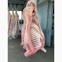 Продам мясо говядины
