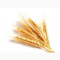 Закупаем пшеницу 3 класса, чечевицу и ячмень