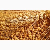 Реализуем пшеницу мягких сортов 3 класса