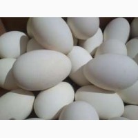 Продаются гусиные яйца