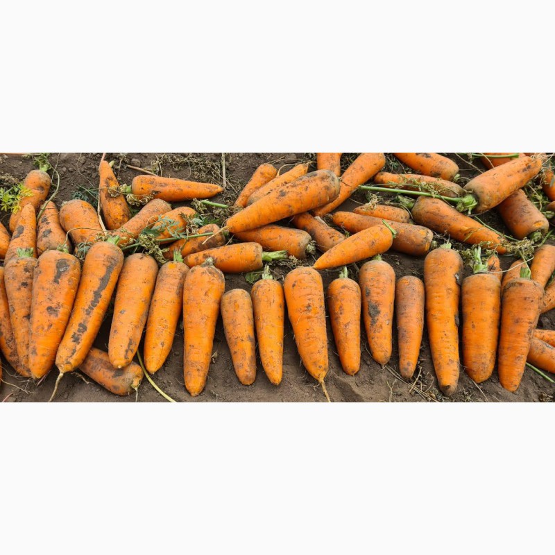 Морковь оптом от 58 тг./кг