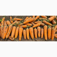 Морковь оптом от 58 тг./кг