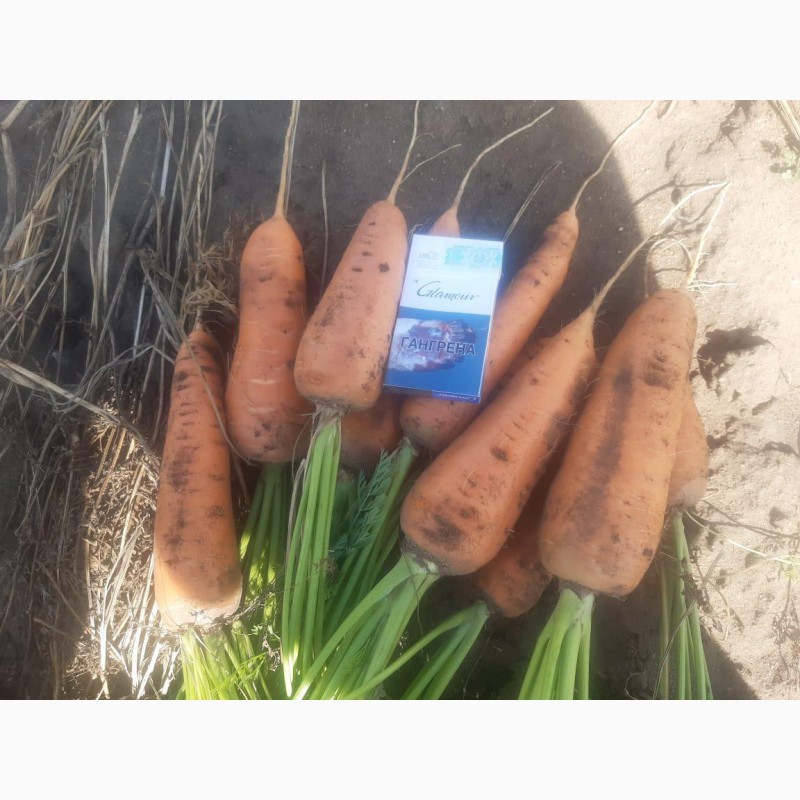 Фото 2. Морковь оптом от 58 тг./кг
