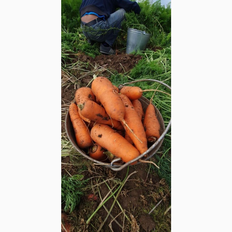 Фото 3. Морковь оптом от 58 тг./кг