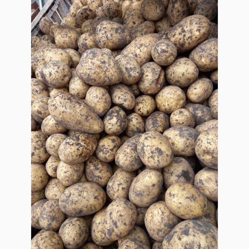Фото 3. Продажа картофеля оптом