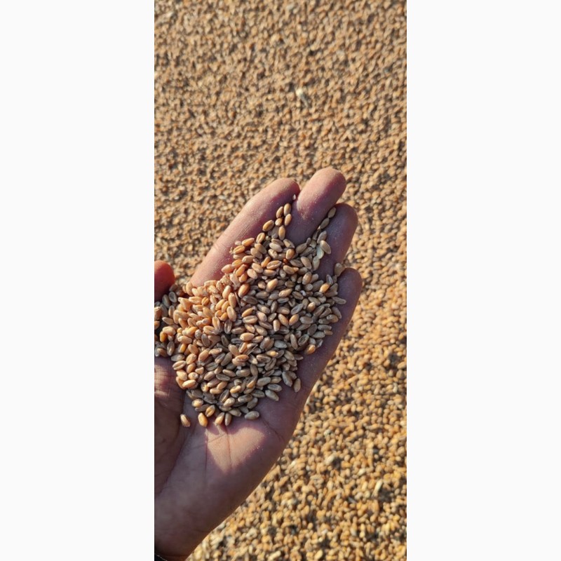 Фото 4. Зерно. Пшеница. Бидай 125 тенге Таза. Очищенный