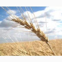 Семена Пшеницы под субсидиб Любава 5, 25 Шортандинская 95
