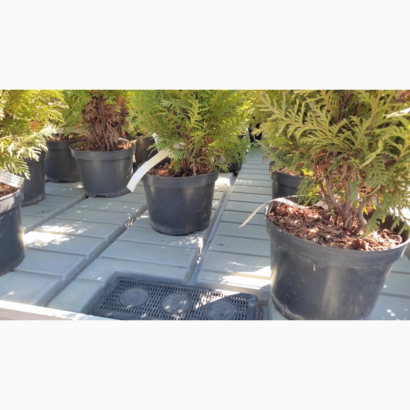 Фото 7. Стол для выращивания растений с откатной крышкой