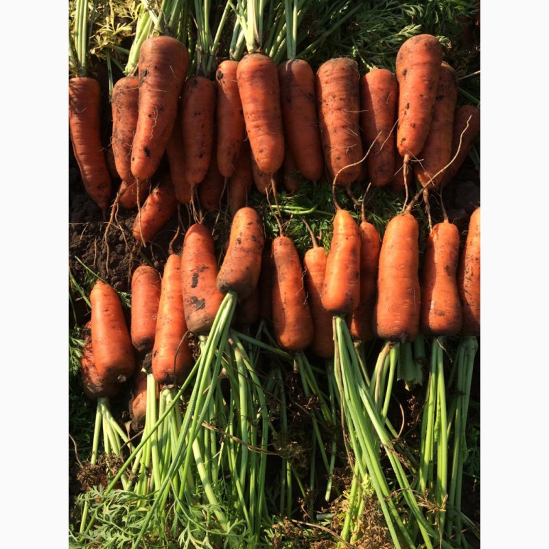 Фото 2. Морковь продам сорт абака