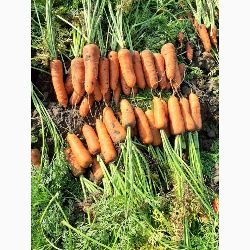 Фото 3. Морковь продам сорт абака