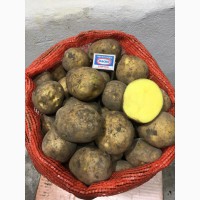Продам товарный картофель, сорт Гала, Джувел, калибр 5