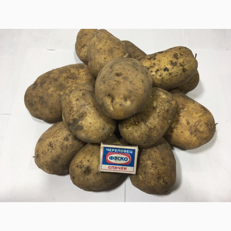 Картофель сорта великан отзывы. Картофель Гала Калибр 5+. Сорт картофеля Джувел. Картофель сорт Гала элита.