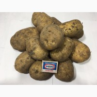 Продам товарный картофель, сорт Гала, Джувел, калибр 5