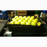 Яблоки оптовая продажа прямо со склада
